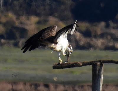 LAS ÁGUILAS PESCADORAS DE SANTANDER
