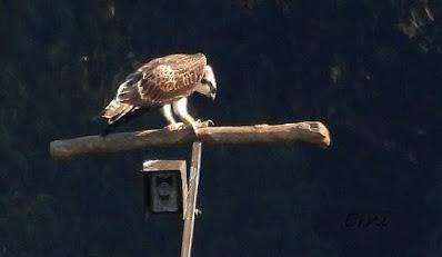 LAS ÁGUILAS PESCADORAS DE SANTANDER