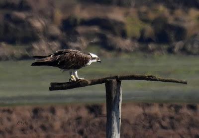 LAS ÁGUILAS PESCADORAS DE SANTANDER