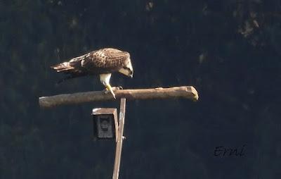 LAS ÁGUILAS PESCADORAS DE SANTANDER