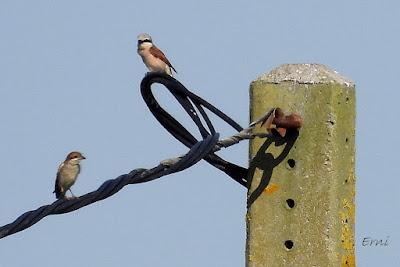 LAS ÁGUILAS PESCADORAS DE SANTANDER