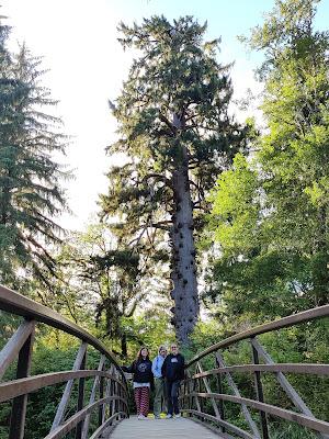 Washington road trip: de la playa con nombre de teatro a la sabiduría de los árboles Washington road trip: de la playa con nombre de teatro a la sabiduría de los árboles