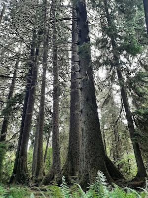 Washington road trip: de la playa con nombre de teatro a la sabiduría de los árboles Washington road trip: de la playa con nombre de teatro a la sabiduría de los árboles