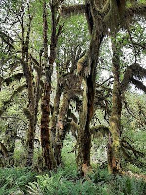 Washington road trip: de la playa con nombre de teatro a la sabiduría de los árboles Washington road trip: de la playa con nombre de teatro a la sabiduría de los árboles
