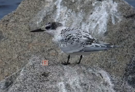 charranes patinegros