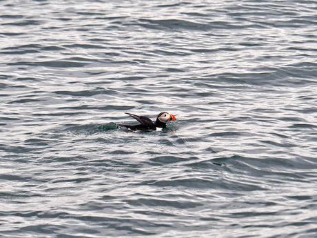 Qué ver en Islandia: 100 lugares que contemplar y que disfrutar excursion en islandia con niños para ver frailecillos