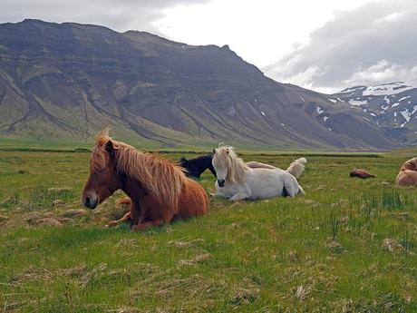 caballos de Islandia