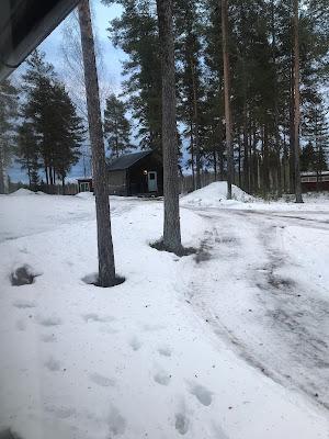 Tour por la Laponia Sueca Tour por la Laponia Sueca