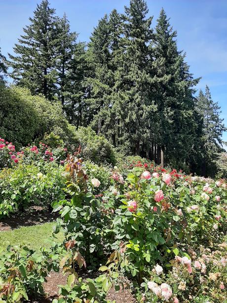 Washigton road trip: en Portland. De casas y libros