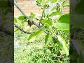 Huerto 2022: Riego epoca calor segunda parte