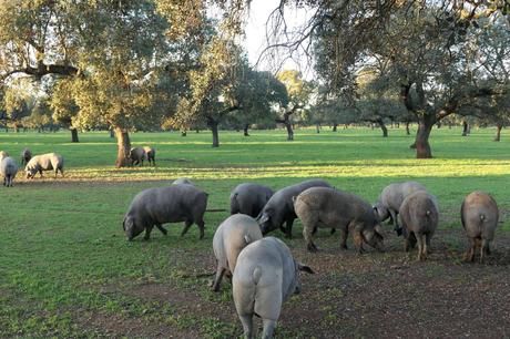 ¿Qué es un cerdo ibérico de cebo de campo? ¿Qué es un cerdo ibérico de cebo de campo?