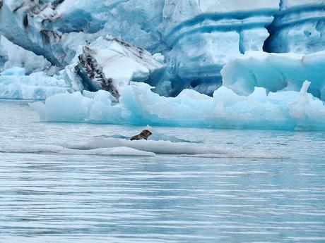 una foca en Jokulsarlon, Islandia
