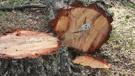 Montes Universales-Alto Tajo: madera procedente de gestión sostenible para uso en construcción