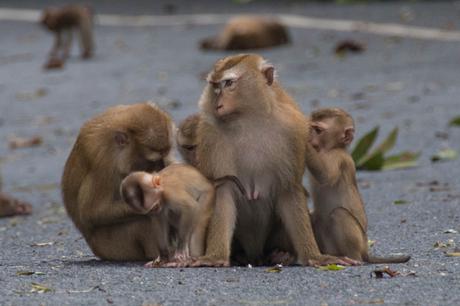 monkey-hill-en-phuket