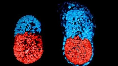 Crean embriones de ratón artificiales sin óvulos, ni espermatozoides.