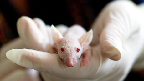 Crean embriones de ratón artificiales sin óvulos, ni espermatozoides.