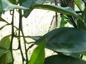 Huerto 2022:los citricos, cuidados floracion.