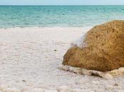 ¿Existen animales Muerto?