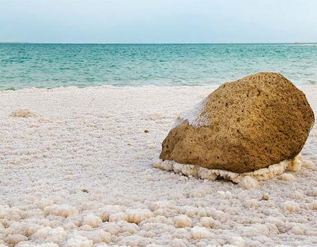 Existen animales en el mar Muerto