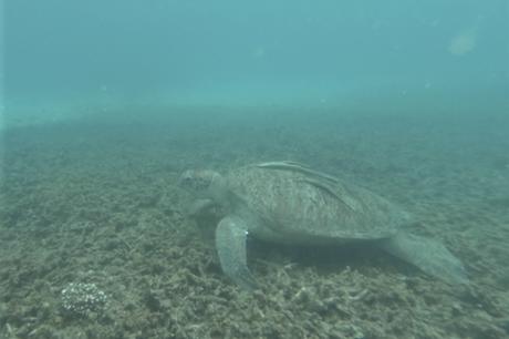 tortuga-en-shark-bay