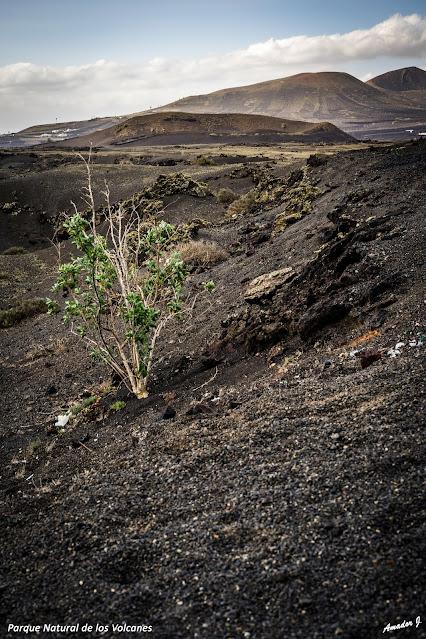 PARQUE NATURAL DE LOS VOLCANES. LANZAROTE