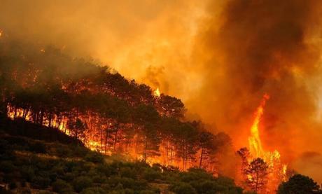 ¿Los incendios se apagan en invierno?: El abandono del monte aceleró los fuegos de hoy