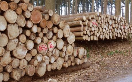 La madera y sus derivados, el papel y el cartón, son recursos procedentes de la tala de árboles, por eso es muy importante vigilar su procedencia para que sea de fuentes sostenibles