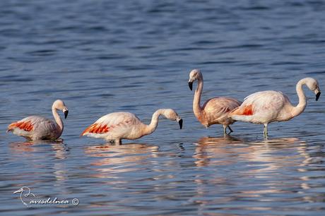 Flamenco austral (Chilean Flamingo) Phoenicopterus chilensis