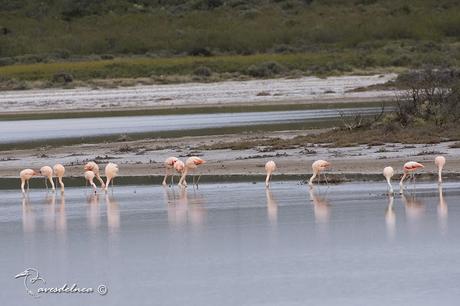 Flamenco austral (Chilean Flamingo) Phoenicopterus chilensis