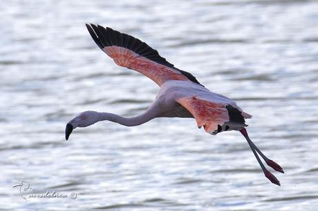 Flamenco austral (Chilean Flamingo) Phoenicopterus chilensis