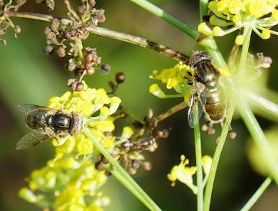 Sírfidos de verano Sírfidos de verano