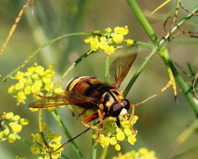 Sírfidos de verano Sírfidos de verano