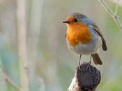 Federación Asociaciones Unidas Naturaleza Animales (FAUNA) indica, junto bufete abogados Vázquez Blanco abogados, estas aves están perfectamente registradas comunicadas autoridad CITES