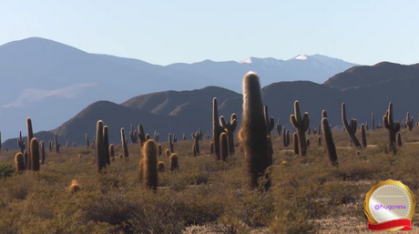 Un viaje virtual por los parques nacionales de Argentina: Los Cardones