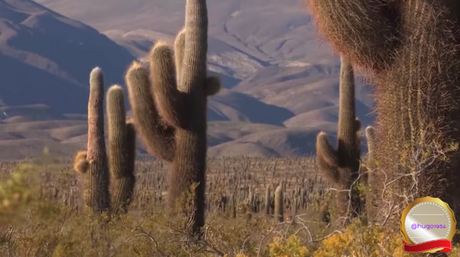 Un viaje virtual por los parques nacionales de Argentina: Los Cardones