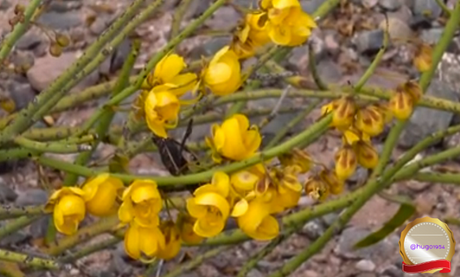 Un viaje virtual por los parques nacionales de Argentina: Los Cardones