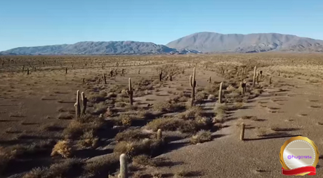 Un viaje virtual por los parques nacionales de Argentina: Los Cardones