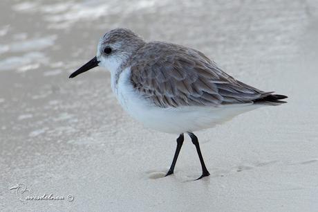 Playerito Blanco - Sanderling - Calidris alba (Pallas, 1764)