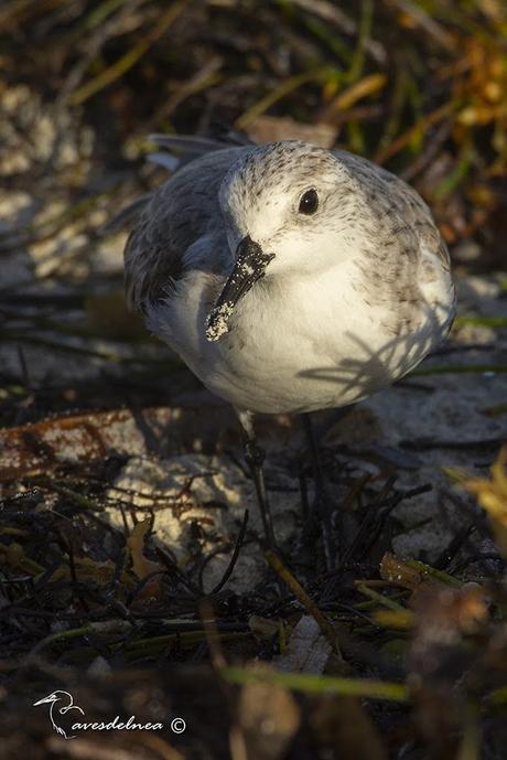 Playerito Blanco - Sanderling - Calidris alba (Pallas, 1764)