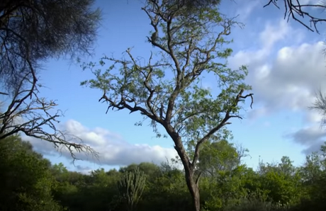 Un viaje virtual por los Parques Nacionales de Argentina: El Impenetrable. Un viaje virtual por los Parques Nacionales de Argentina: El Impenetrable.