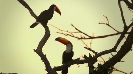 Memorias de Viaje #1: La Fauna y Flora en las Cataratas del Iguazú.