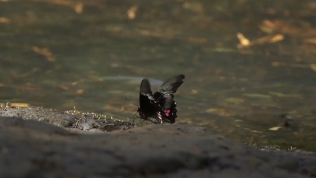 Memorias de Viaje #1: La Fauna y Flora en las Cataratas del Iguazú.