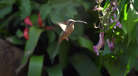 Memorias de Viaje #1: La Fauna y Flora en las Cataratas del Iguazú.