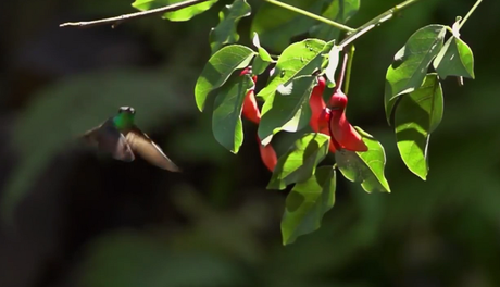 Memorias de Viaje #1: La Fauna y Flora en las Cataratas del Iguazú.