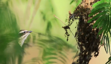 Memorias de Viaje #1: La Fauna y Flora en las Cataratas del Iguazú.