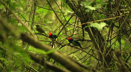 Memorias de Viaje #1: La Fauna y Flora en las Cataratas del Iguazú.