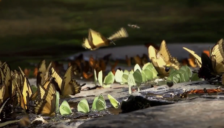 Memorias de Viaje #1: La Fauna y Flora en las Cataratas del Iguazú. Memorias de Viaje #1: La Fauna y Flora en las Cataratas del Iguazú.