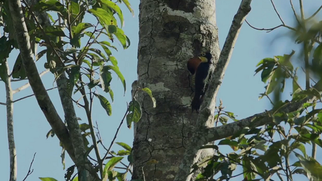Memorias de Viaje #1: La Fauna y Flora en las Cataratas del Iguazú. Memorias de Viaje #1: La Fauna y Flora en las Cataratas del Iguazú.
