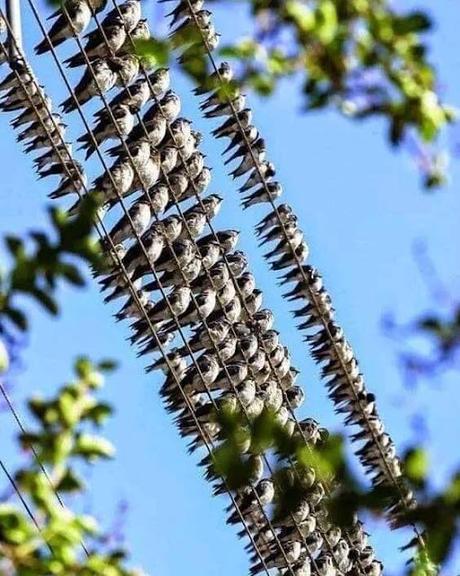 Estado-cloaca, estado neofranquista.