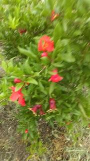 Los granados del secano